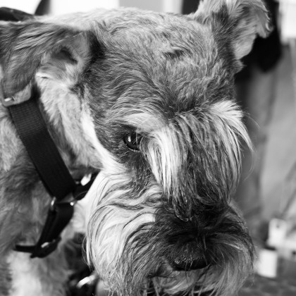 Schnauzer