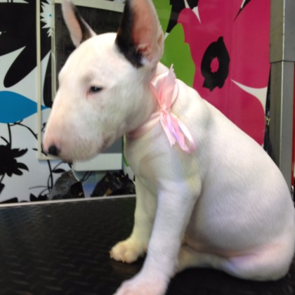 Bull Terrier