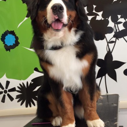 Bovaro del bernese