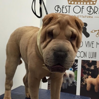 Sharpei