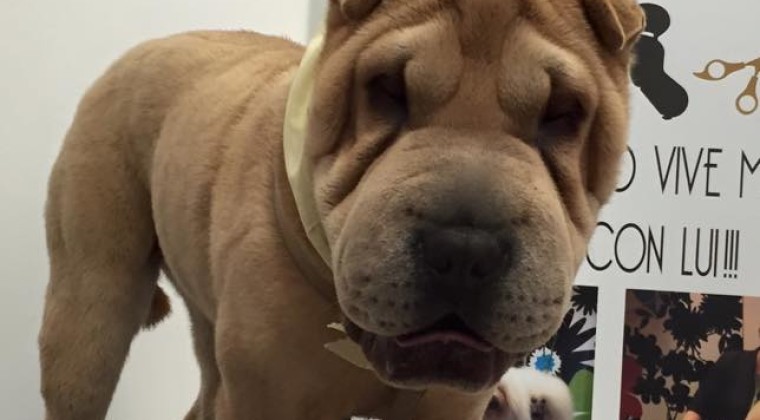 Sharpei