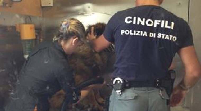 Giusy mentre toeletta i cani della sezione cinofili