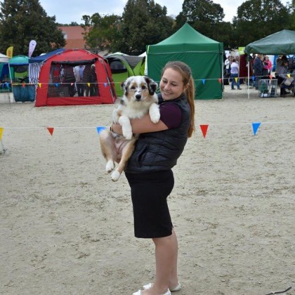 Cucciolo pastore australiano Expo