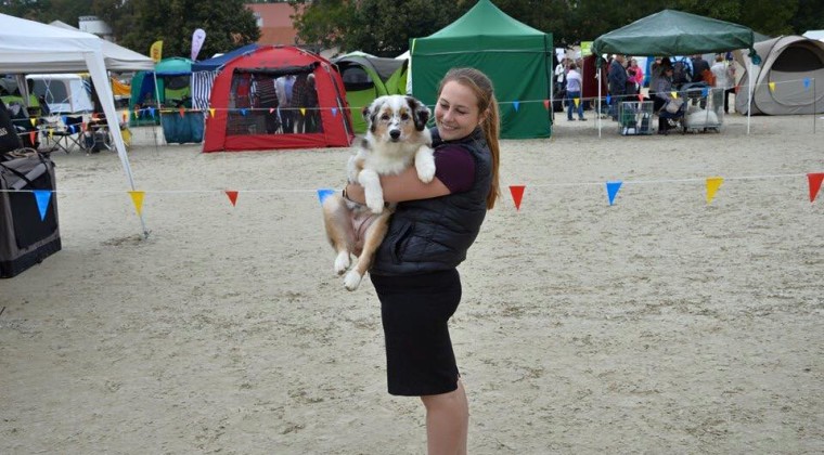 Cucciolo pastore australiano Expo