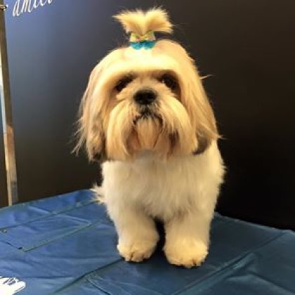 Shih-Tzu