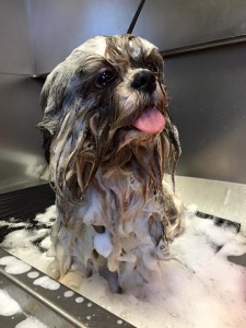 Shih-Tzu bagno