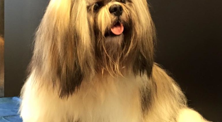 Shih-Tzu