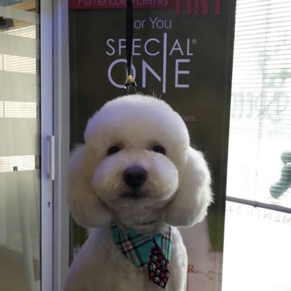 Bichon Frise Styled With Special One at Best Of Breed