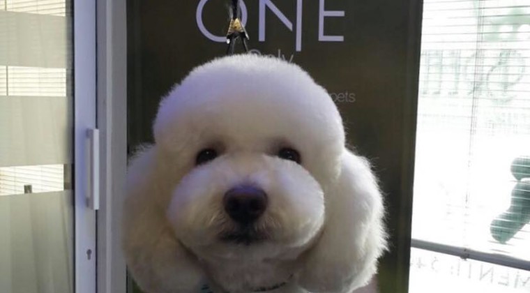 Bichon Frise Styled With Special One at Best Of Breed