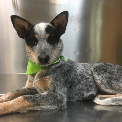 Australian Cattle Dog