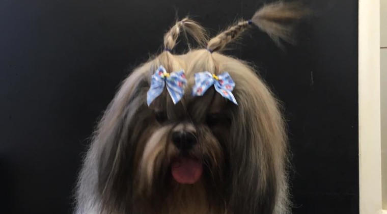 Lhasa apso