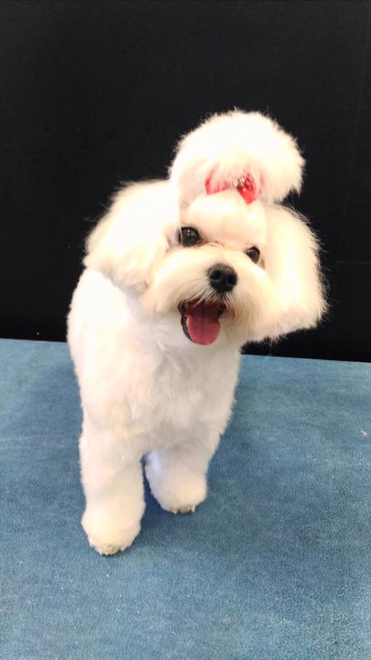 Maltese – Best Of Breed