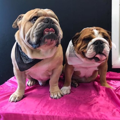 Oliver e Grace Bulldog inglesi