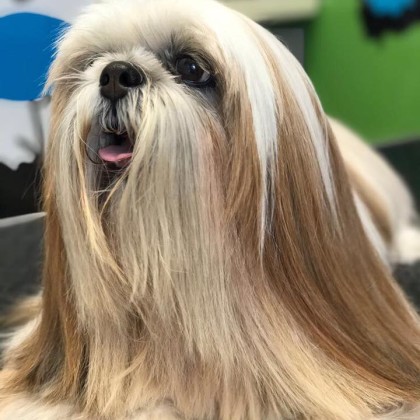 Lhasa apso