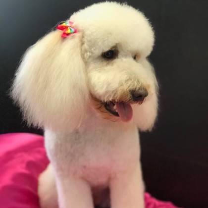 Poodle bianco