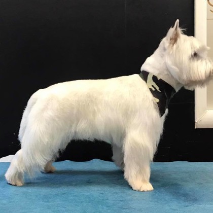 West England White Terrier toelettato