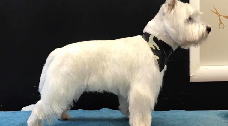 West England White Terrier toelettato