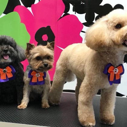 Trio pronto per la festa