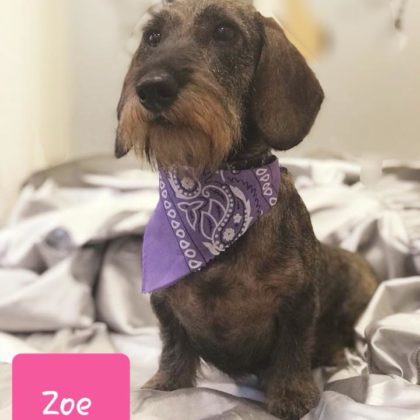 ZOE