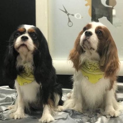 CAVALIER KING TOELETTATI