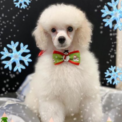 CUCCIOLO POODLE