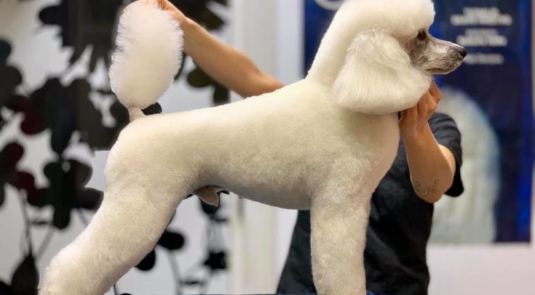 POODLE  BIANCO